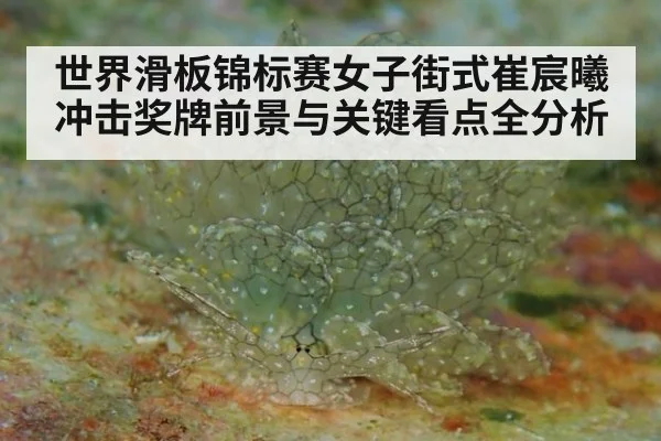 世界滑板锦标赛女子街式崔宸曦冲击奖牌前景与关键看点全分析